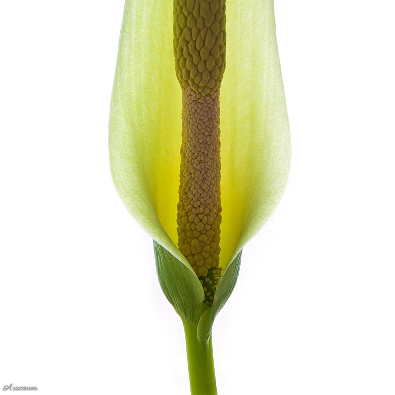 Amorphophallus albus © Bartosz T. Zalewski