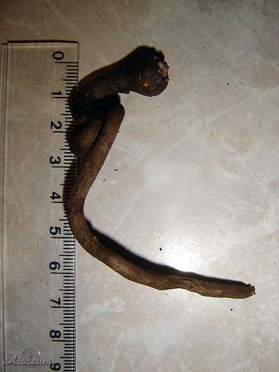 Amorphophallus albus 2006-04-05