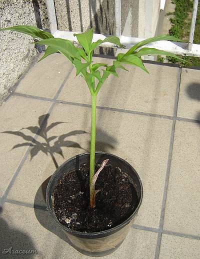 Amorphophallus albus 2006-06-14