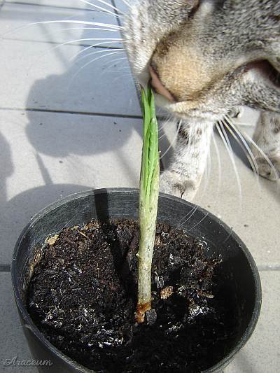Amorphophallus albus 2006-05-29