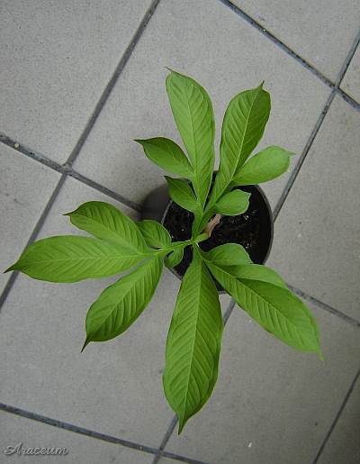 Amorphophallus albus 2006-06-14