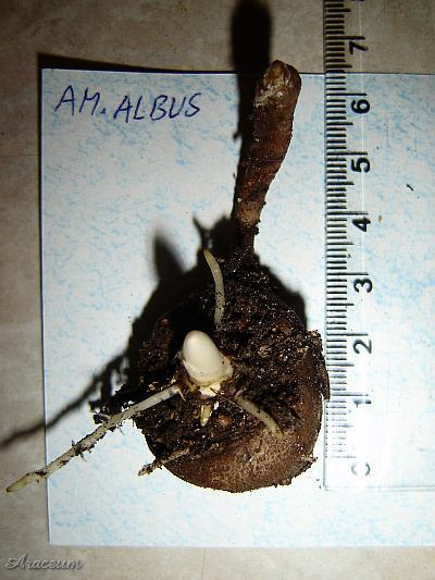 Amorphophallus albus 2007-04-04