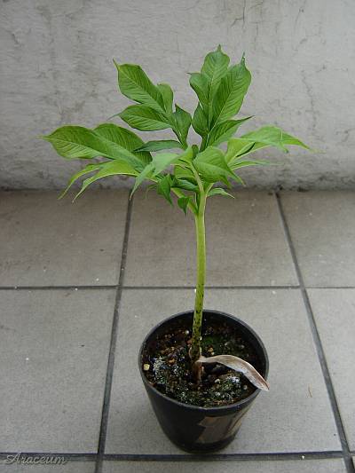 Amorphophallus albus 2007-05-06