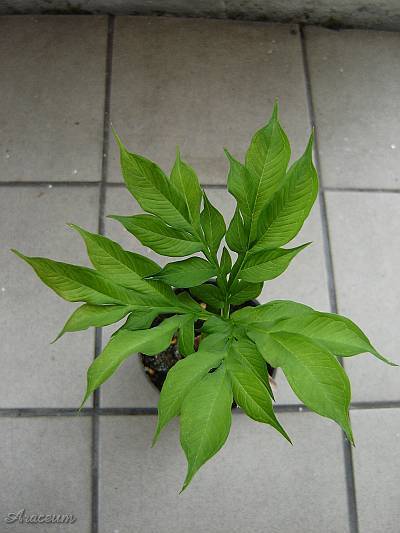 Amorphophallus albus 2007-05-06