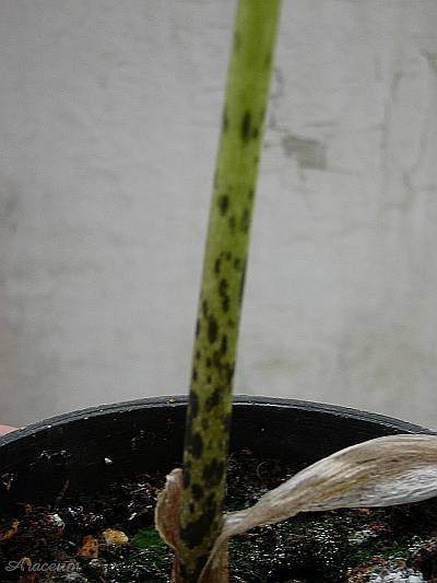 Amorphophallus albus 2007-05-06