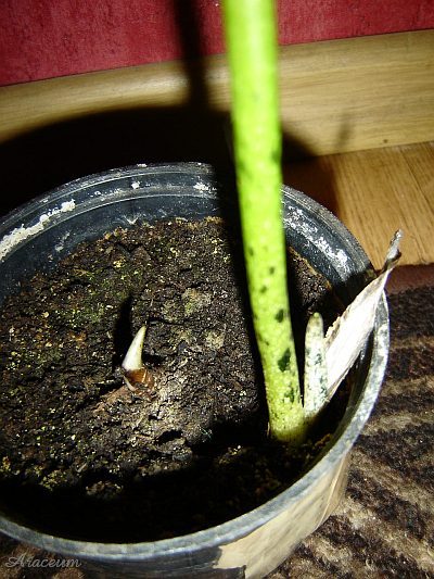 Amorphophallus albus 2008-06-07