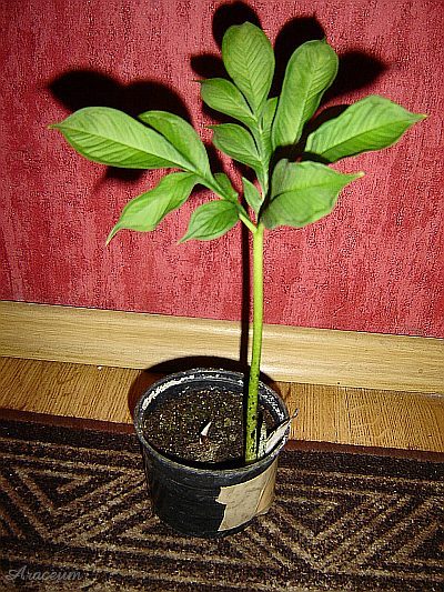 Amorphophallus albus 2008-06-07