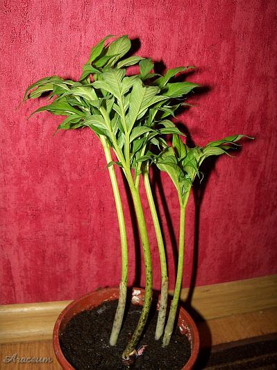 Amorphophallus albus © Marek Argent