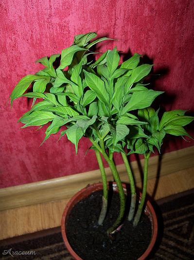 Amorphophallus albus © Marek Argent