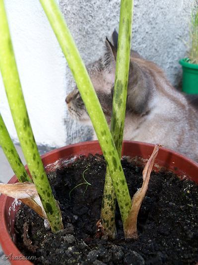 Amorphophallus albus © Marek Argent