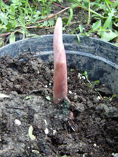 Amorphophallus atroviridis © Marek Argent