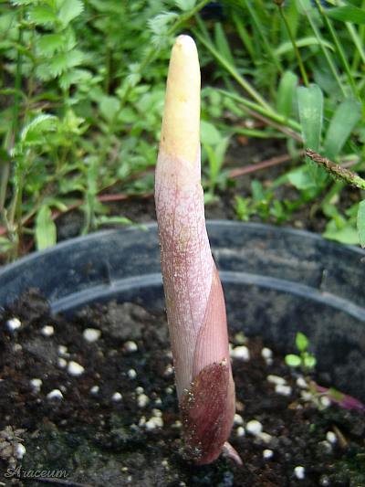 Amorphophallus atroviridis © Marek Argent