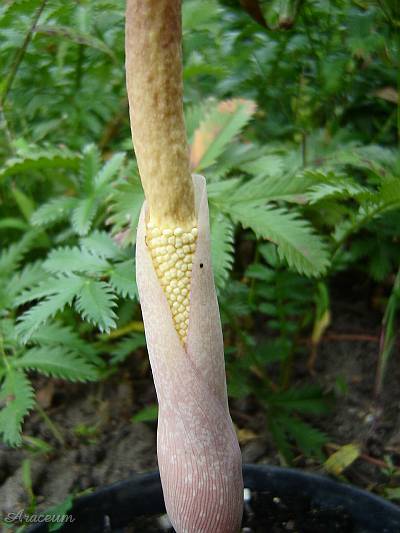 Amorphophallus atroviridis © Marek Argent