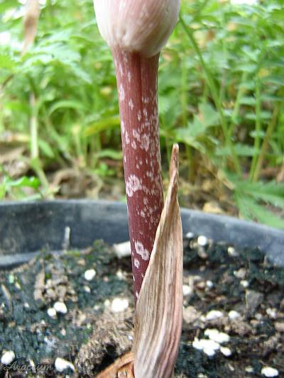 Amorphophallus atroviridis © Marek Argent