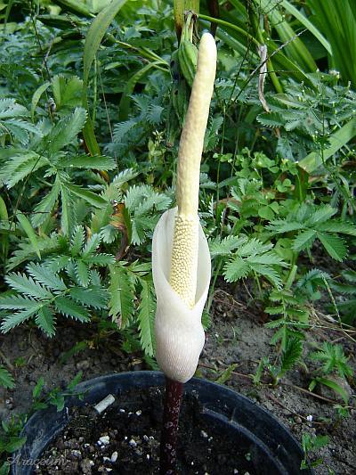 Amorphophallus atroviridis © Marek Argent