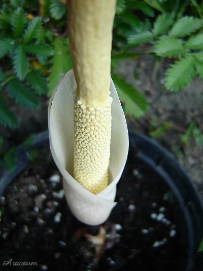 Amorphophallus atroviridis © Marek Argent
