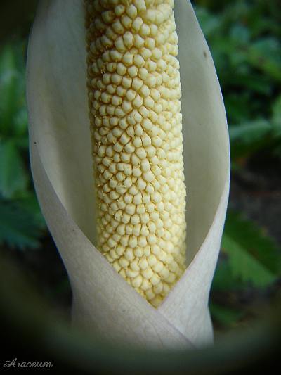 Amorphophallus atroviridis © Marek Argent