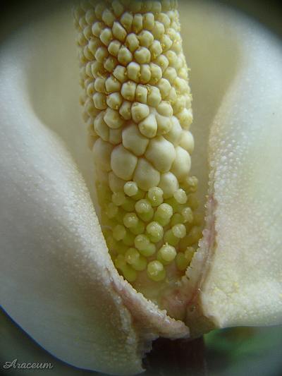 Amorphophallus atroviridis © Marek Argent