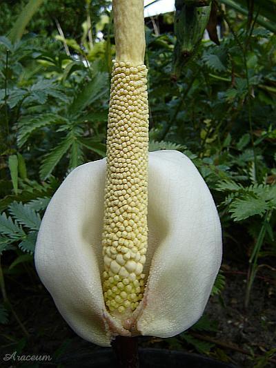 Amorphophallus atroviridis © Marek Argent