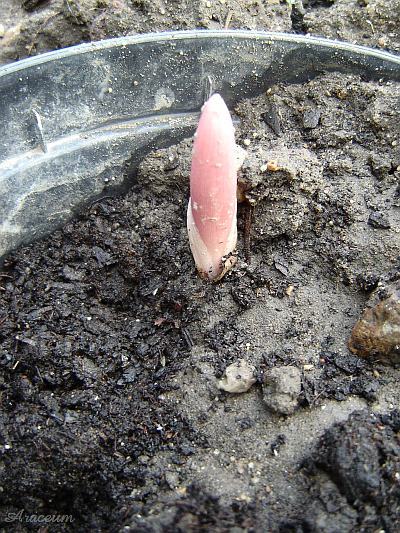 Amorphophallus atroviridis © Marek Argent