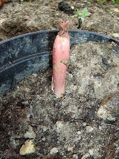 Amorphophallus atroviridis © Marek Argent