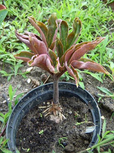 Amorphophallus atroviridis © Marek Argent