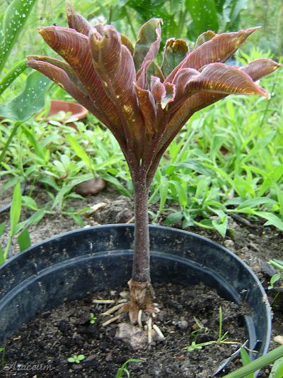 Amorphophallus atroviridis © Marek Argent