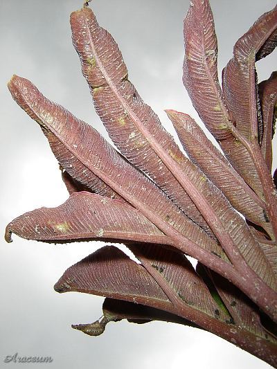 Amorphophallus atroviridis © Marek Argent