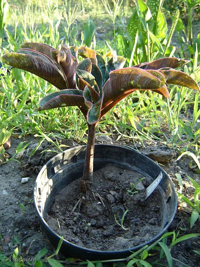 Amorphophallus atroviridis © Marek Argent