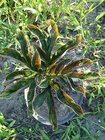 Amorphophallus atroviridis © Marek Argent
