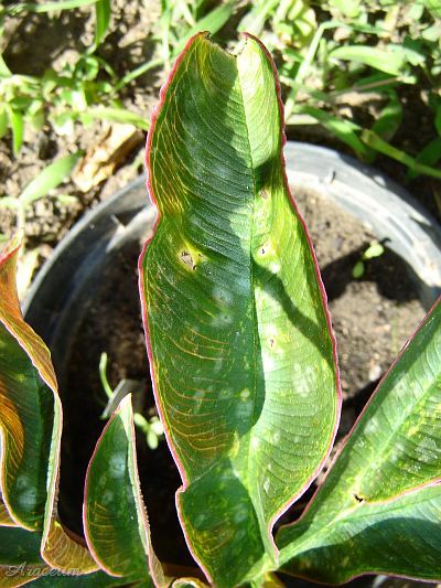 Amorphophallus atroviridis © Marek Argent