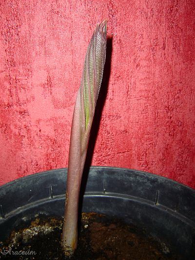Amorphophallus atroviridis © Marek Argent