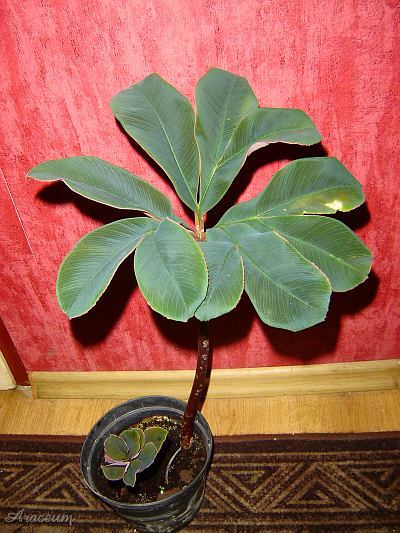 Amorphophallus atroviridis © Marek Argent