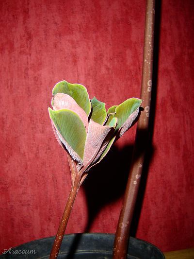Amorphophallus atroviridis © Marek Argent