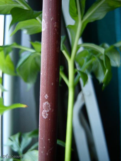 Amorphophallus atroviridis © Marek Argent