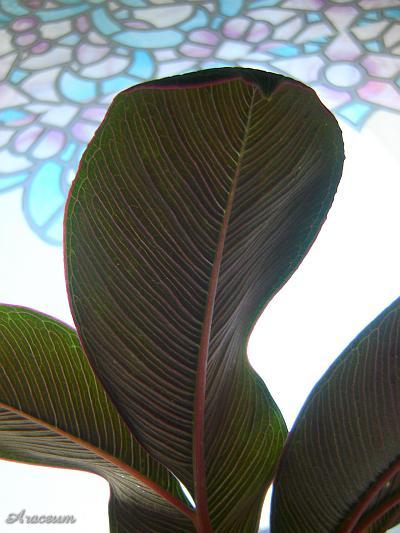 Amorphophallus atroviridis © Marek Argent