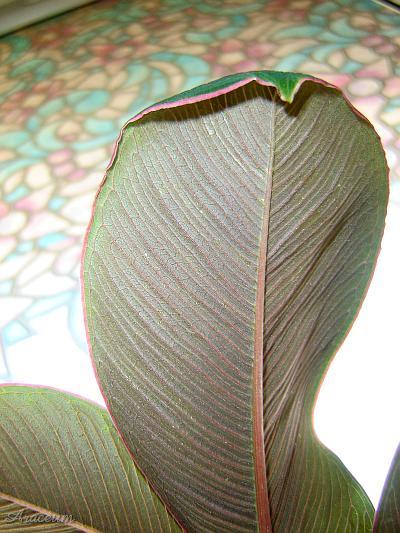 Amorphophallus atroviridis © Marek Argent