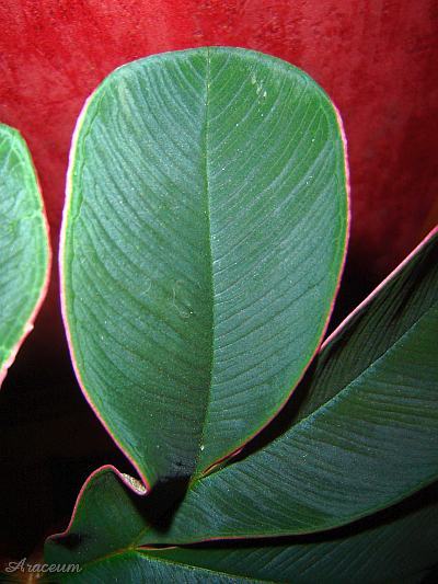 Amorphophallus atroviridis © Marek Argent