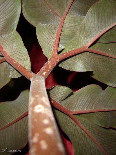 Amorphophallus atroviridis © Marek Argent