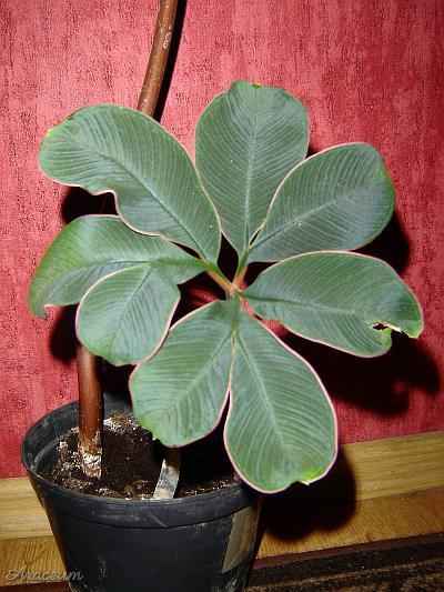 Amorphophallus atroviridis © Marek Argent