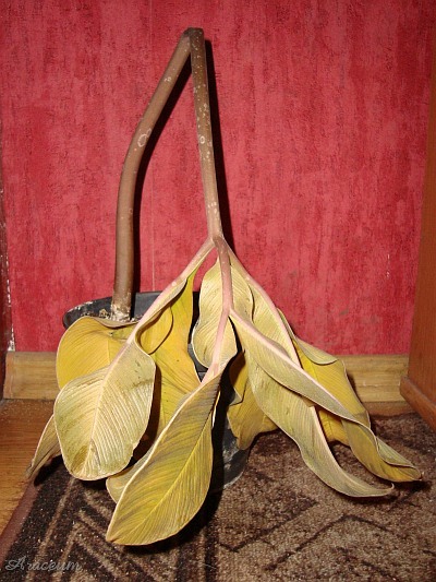 Amorphophallus atroviridis © Marek Argent