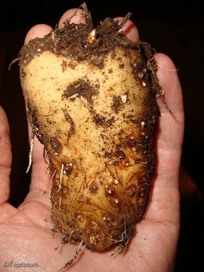 Amorphophallus atroviridis © Marek Argent