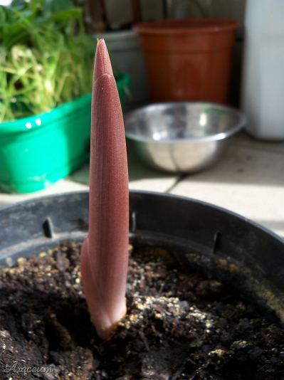 Amorphophallus atroviridis © Marek Argent