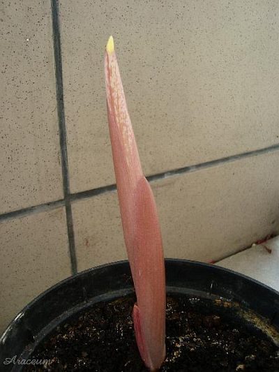 Amorphophallus atroviridis © Marek Argent