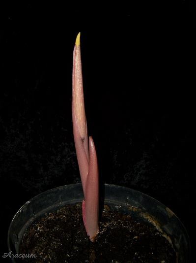 Amorphophallus atroviridis © Marek Argent