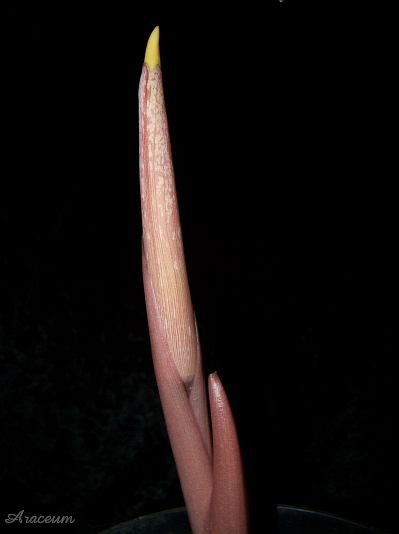 Amorphophallus atroviridis © Marek Argent