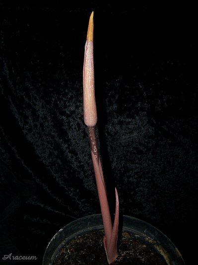 Amorphophallus atroviridis © Marek Argent