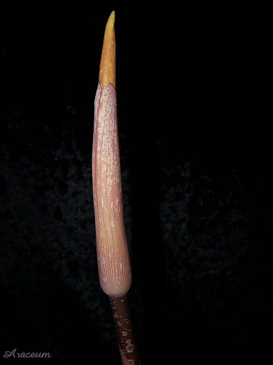 Amorphophallus atroviridis © Marek Argent