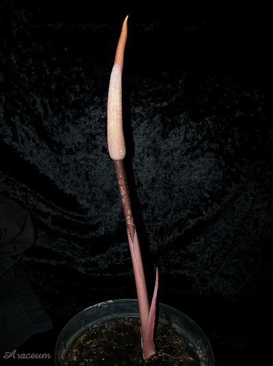 Amorphophallus atroviridis © Marek Argent