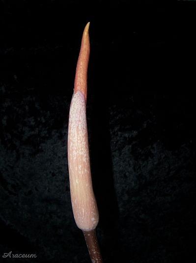 Amorphophallus atroviridis © Marek Argent